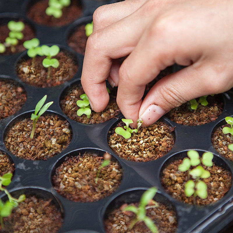 The Ultimate Guide to Seedling Success