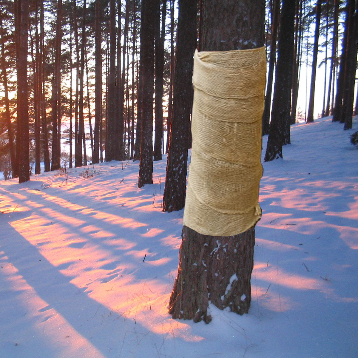 How to Wrap Trees for Winter