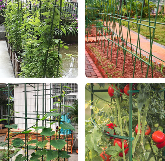 How to support tomato plants?