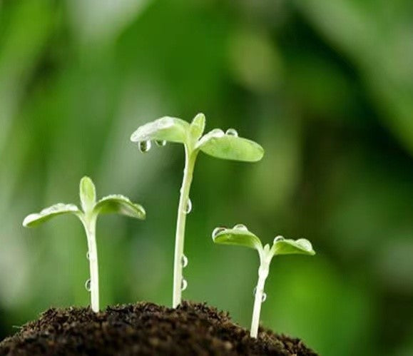 Common methods of vegetable seed germination