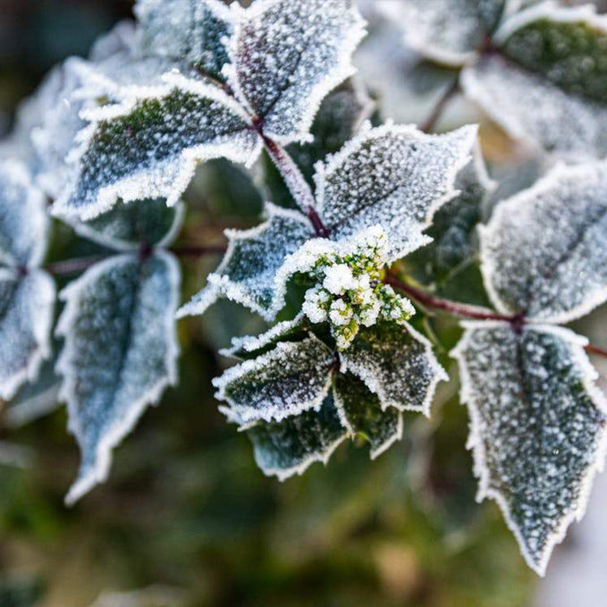 How to Protect Plants from the Cold