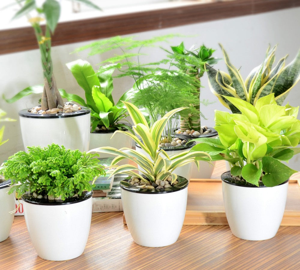 The role and maintenance of green plants