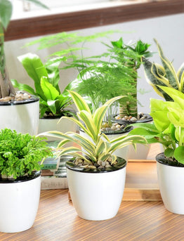 The role and maintenance of green plants