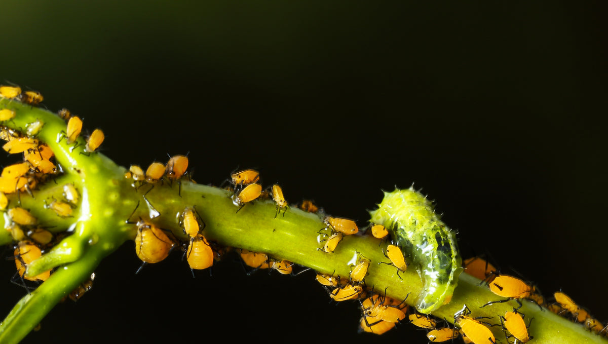 HOW TO GET RID OF APHIDS NATURALLY
