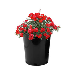 6in.Plastic Gardening Pot Planting Containers Black