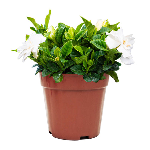 6 in. Nursery Pot/Pots Seedlings Flower Plant Container (20-Pack)