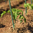 3/8 in. Dia 6 ft. Dark Green FRP Plant Supporting Stakes for Climbing Tomato Cucumber Strawberry Bean Tree (Pack of 10)