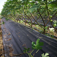3.0oz non-woven Weed Barrier Fabric,4ft Width, Black