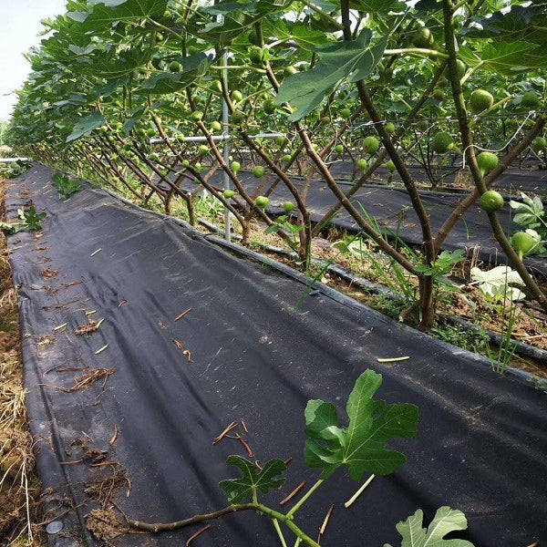1.5oz Weed Barrier Fabric, 50/100ft,Black