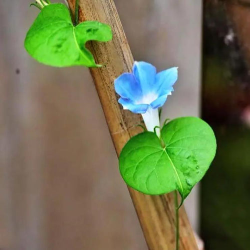 3ft Natural Bamboo Garden Plant Stakes for Climbing support