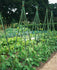 3/8in Dia, 4ft Plant Stakes Dark Green 8pcs