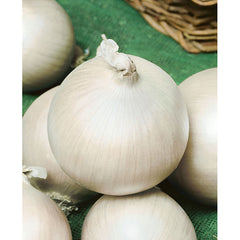 White Sweet Spanish Onion Seeds